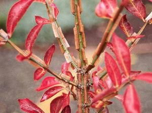 Euonymus alatus