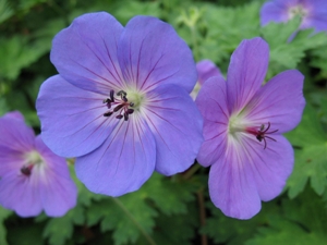 Geranium Rozanne