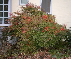 Nandina domestica