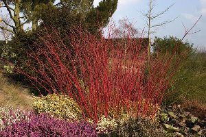 Cornus alba Sibirica