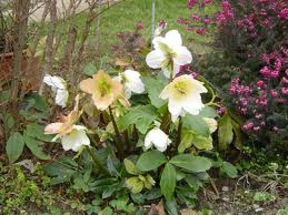 Helleborus_niger