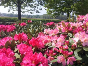 Rhododendron