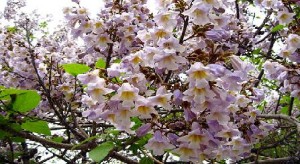 paulownia