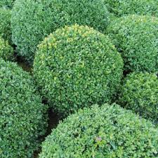 buxus